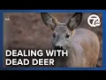 Livonia s residents explore options to deal with deer over-population