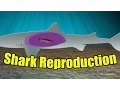 Shark Reproduction SHARK ACADEMY