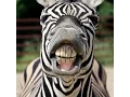 Download Lagu Zebra Sound