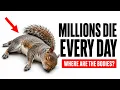 Why You Rarely See a Dead Squirrel