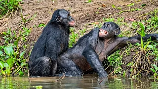 Animales Con Los Rituales De Apareamiento Más Extraños 
