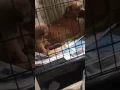 Download Lagu Video of adoptable pet named Lolita \u0026 Pups (Boxer X) Arrive 11-12-19