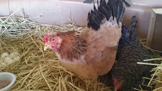   دجاجه تنادي ولدها من تحت جارتها هههه دندنها