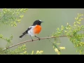 Slideshow with beautiful music (Dustin O'Halloran & Hauschka - Arrival) (HD)