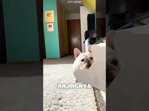 ANJINGKU MARAH LIHAT ANJING INI! REAKSINYA GILA 😱🐶