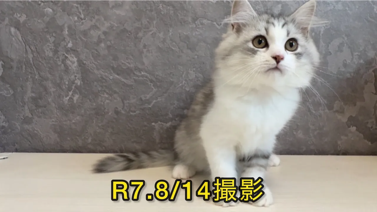 動画