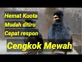 Download Lagu Masteran Burung Jalak Kebo mudah ditiru cengkok mewah Training birds champion