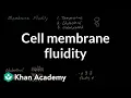 Cell membrane fluidity Cells MCAT Khan Academy