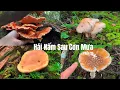 Lagu Hái Nấm Trong Rừng Sương Mù | Gặp Nấm Trứng Ngỗng \u0026 Nhiều Loài Cực Độc | Mushroom Foraging