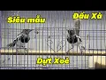 Download Lagu 25-8 Chia Sẻ 5 Cặp Choè Than Chuyền Siêu Mẫu Gi.á Hạt Rẻ Cho Ae Mài Rũa