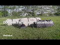 Download Lagu Obelink Familia TC tunneltent (vernieuwd) | Productvideo | Obelink