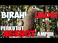 Lagu Merangsang PERKUTUT birahi dan emosi dengan SUARA KEROT sangat manjur