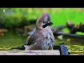 Watch Beautiful Birds Play in Water (4K 60FPS) 💚 Natural Stress Relief 🕊️ Relaxing Nature ASMR 🌿