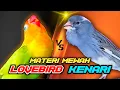 Download Lagu Kenari vs Lovebird Adu Gacor Mantap Buat Masteran dan Pancingan | Bird Song @masterburungkicau