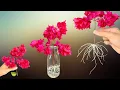 Download Lagu The fastest way to propagate bougainvillea is to soak it in water/ Simple, 100% successful