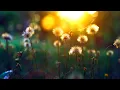Download Lagu DANDELIONS 🌼 (LOFI REMIX)