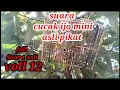 Download Lagu Suara cucak ijo mini asli pikat