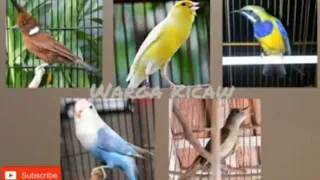 masteran 5 burung kompilasi cililin kenari cungkok lb kapas tembak bird