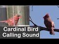 Suara Panggilan Burung Kardinal