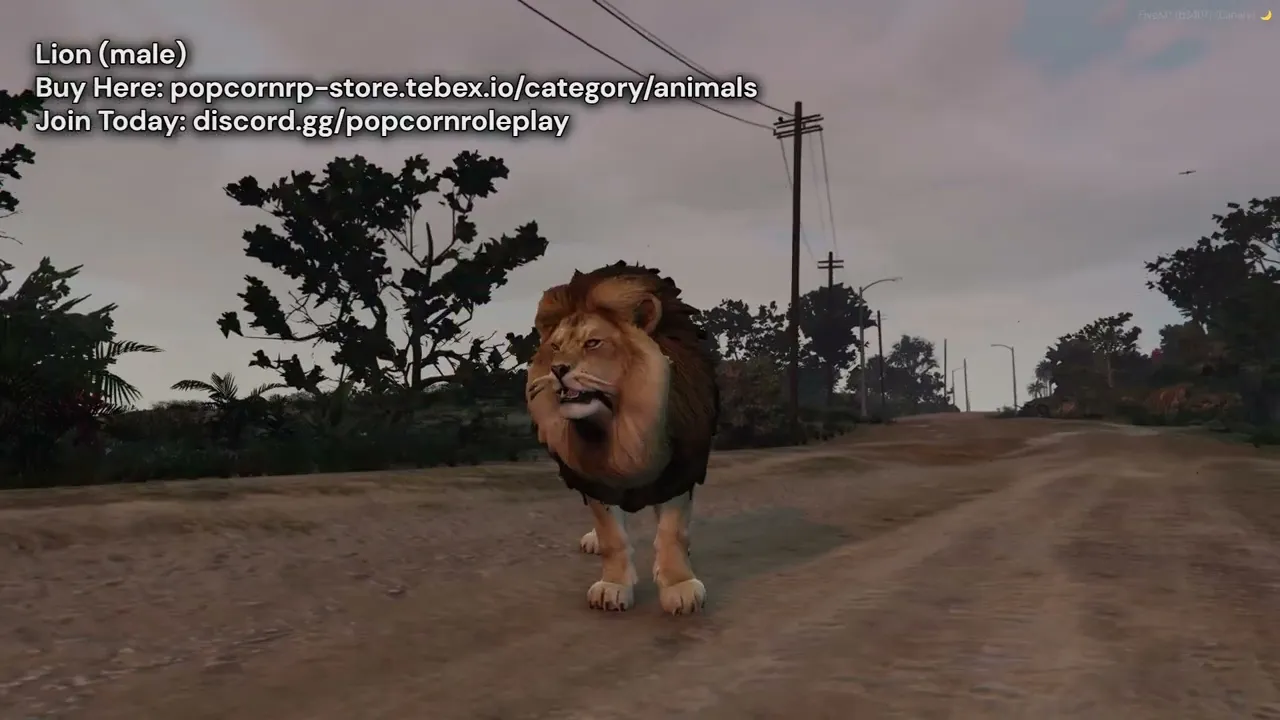 Lion (male)