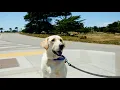 Santa Cruz reminders for dog owners