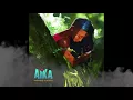 Nonso Amadi - Aika (Lyric Video)