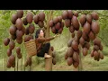 Download Lagu Harvesting rare snakeskin rattan fruits and bringing them to the market to sell