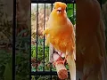 Download Lagu Canary AF ful speed tembakan rapat#canario #canary#pancingankenaribiargacor #canaris#bird#canarypaud