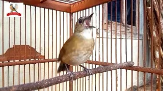 pancingan cingcoang coklat jongkangan coklat suara jernih 