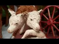 The Two Headed Calf by Laura Gilpin The Oddities Museum