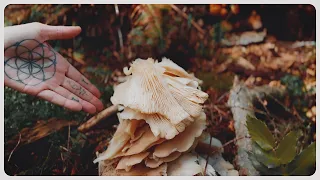From Trails To Tides, A Huge Foraging Haul!