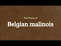 The Power of Belgian Malinois - An Amazing Athlete!