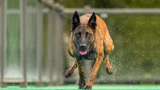 The Power of Belgian Malinois - An Amazing Athlete