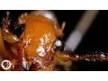 Lagu The Bombardier Beetle And Its Crazy Chemical Cannon | Deep Look