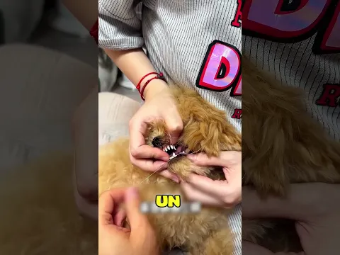 El diente de leche que cayó con solo un toque 🦷