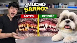 Cómo quitar el sarro en perros | Limpieza dental real 🐶🦷