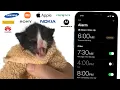 Download Lagu Kitten Meows but mobile alarms