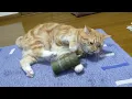 Download Lagu Cat pulls grenade pin (half-life sfx)