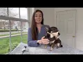 Short Snout Dog Muzzle