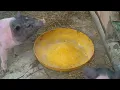 100% Completion of the Pigeon Loft – Our Dream Farm Is Gradually Taking Shape