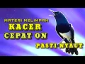 Download Lagu pancingan suara burung ampuh!! bikin semua kacer ikut nyaut emosi cocok buat mancing kacer bahan