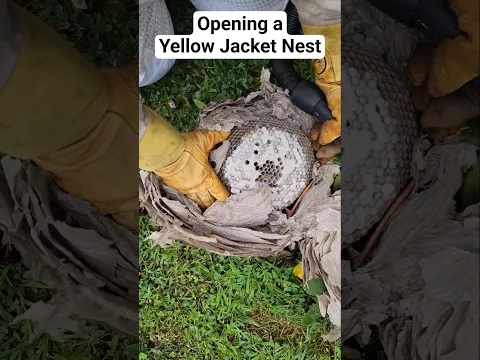 Opening a Bald Faced "Hornet" nest They're actually Yellow Jacket species - Dolichovespula maculata