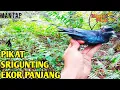 🔴PIKAT BURUNG SRIGUNTING EKOR PANJANG SERU BANGET