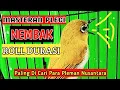 Download Lagu Masteran Pleci Roll Durasi # Masteran Pleci Paling Di Cari # Masteran Pleci Mewah # Masteran Jawara