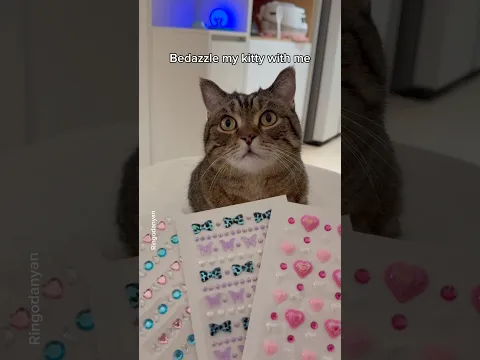 Trying the bedazzle trend before it’s too late✨💖 #shorts #cat #funny