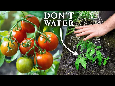 info-480-360 EASY Watering Trick for Amazing Tomato Harvests