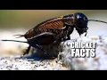 Cricket Facts FACTS About TRUE CRICKETS Animal Fact Files