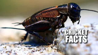 Download Cricket Facts: FACTS About TRUE CRICKETS 🦗 Animal Fact Files MP3