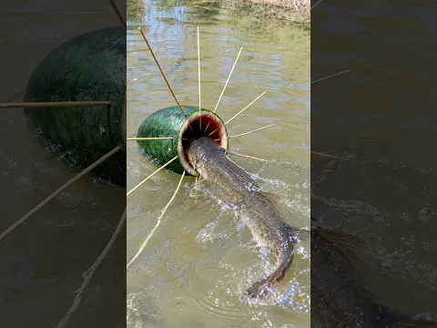 Outdoor Life: Single mom show Clever and Smart with Watermelon Fish Trap #mom #outdoors #bushcraft