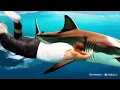 Download Lagu Why is a shark chasing MrBeast?